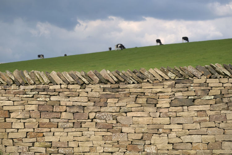 View of sheep on wall