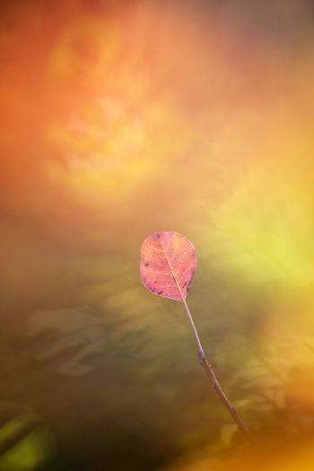 Close-up of pink flower against sky during sunset