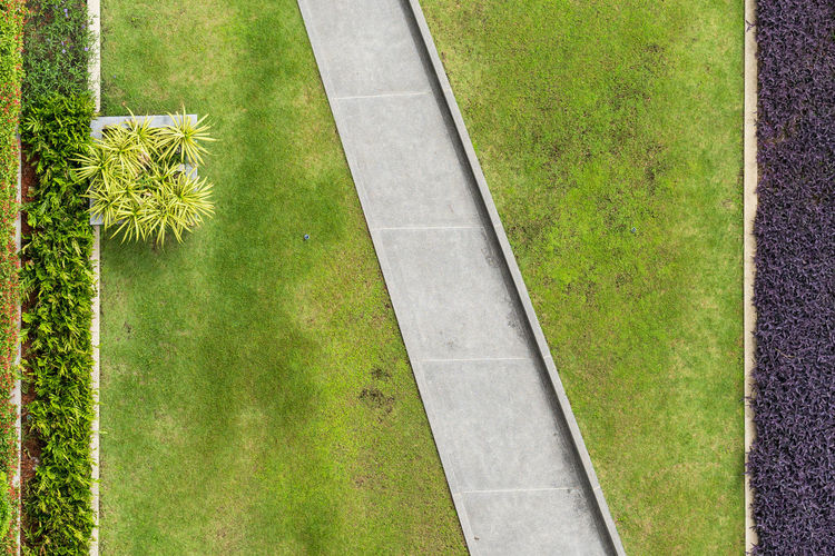 High angle view of palm trees on grassy field