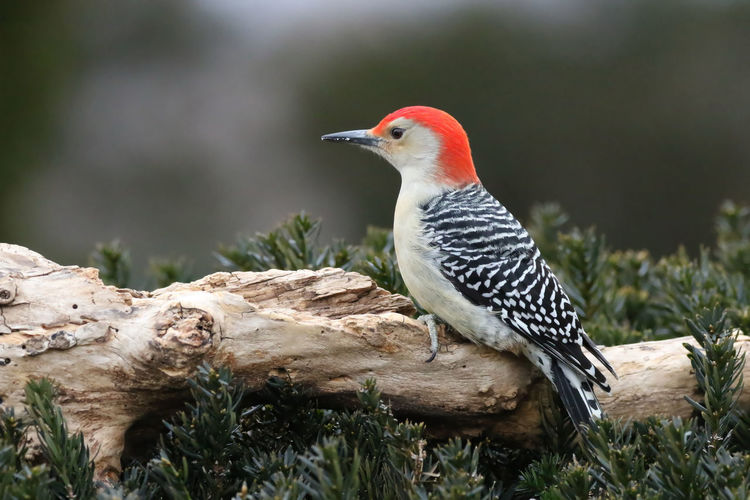 Close-up of red-bellied woodpecker perching on wood