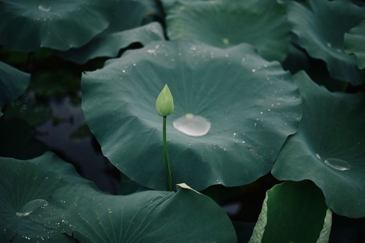 Close-up of water lily blooming outdoors
