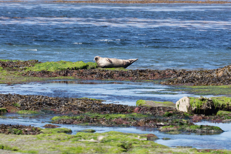 Sea lion on island 