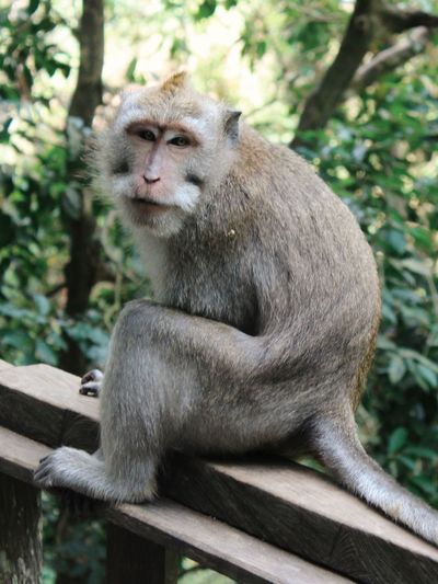 Balinese long-tailed macaque in sacred ubud monkey forest sitting again test trees