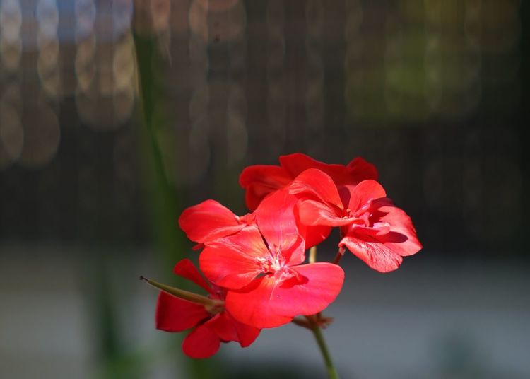 Close-up of red flowering plant