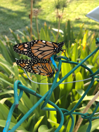 butterfly