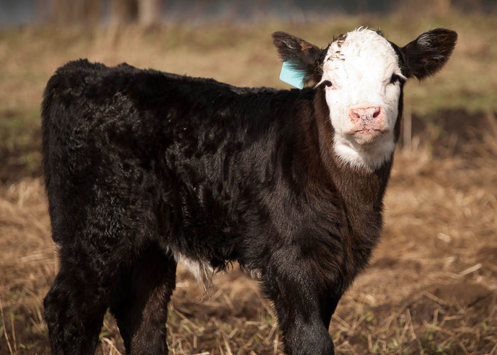 Side view portrait of calf standing on field