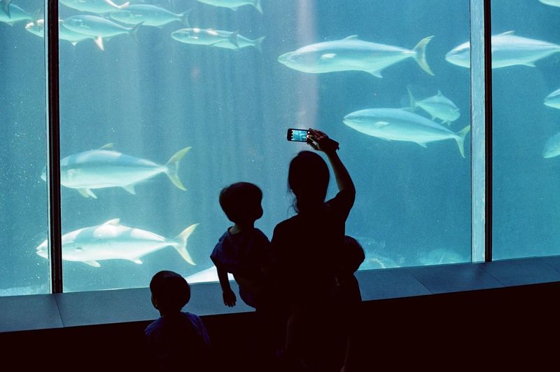 Silhouette people with fish swimming in aquarium