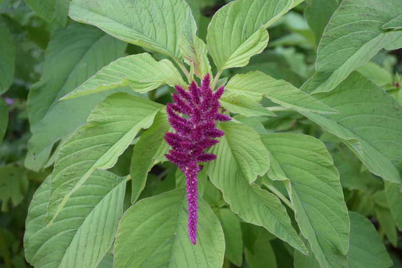 Close-up of purple flower growing in plant