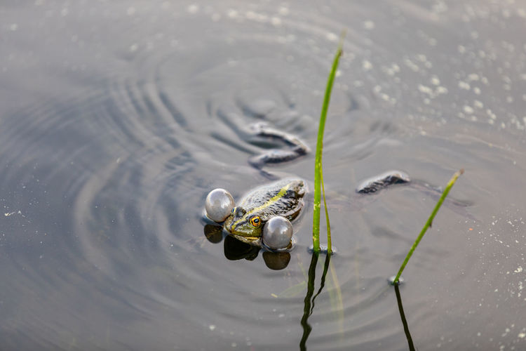 Green frog swims in the water in a swamp. croaks loudly, blowing bubbles. courtship games.
