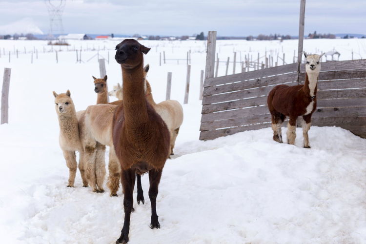 Taller brown llama standing staring intently with smaller alpacas huddling behind it in snowy field