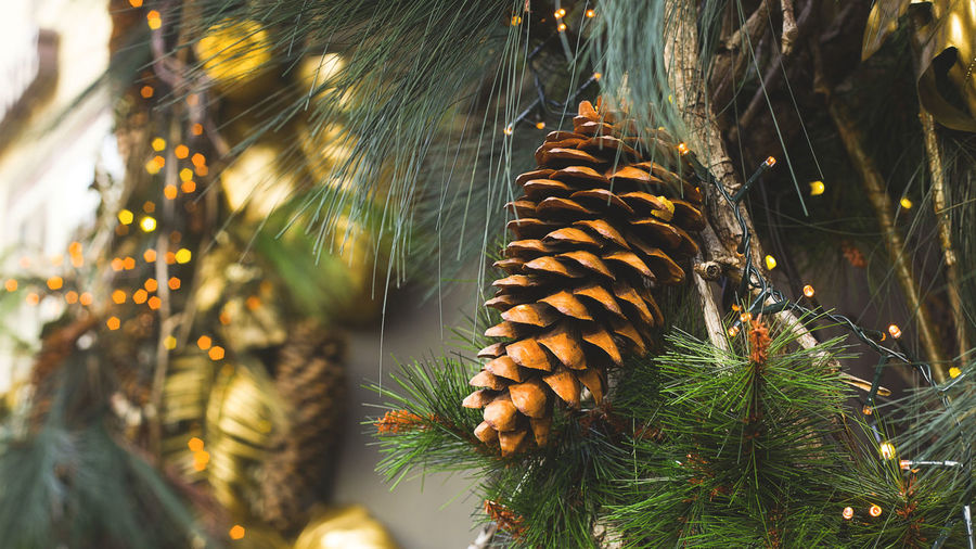 Close-up of christmas tree 