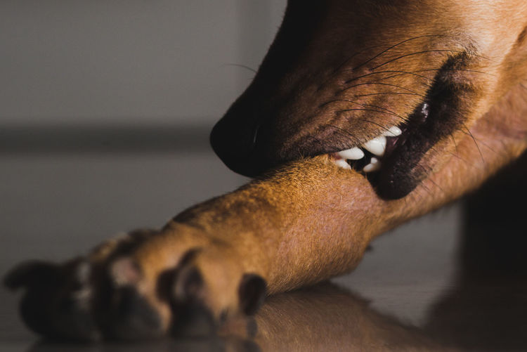 Close-up of dog biting leg on floor at home