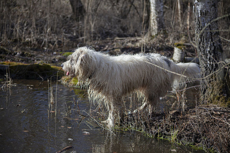 Side view of dog standing in water