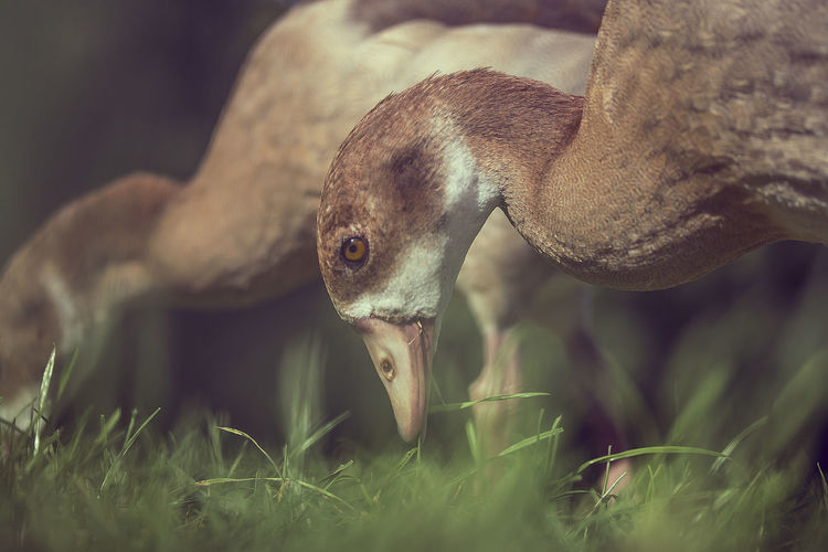 Close-up of egyptian geese grazing on field