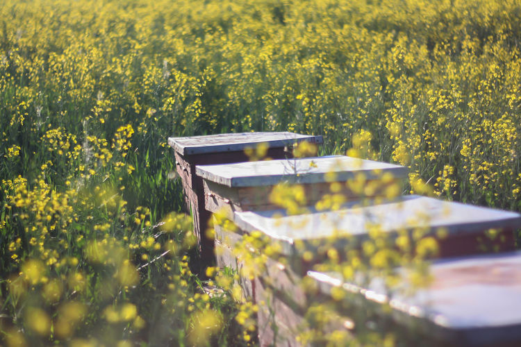 Close up of beehives in nature in a yellow field