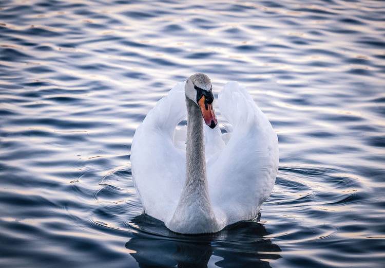 Swan swimming in calm scene