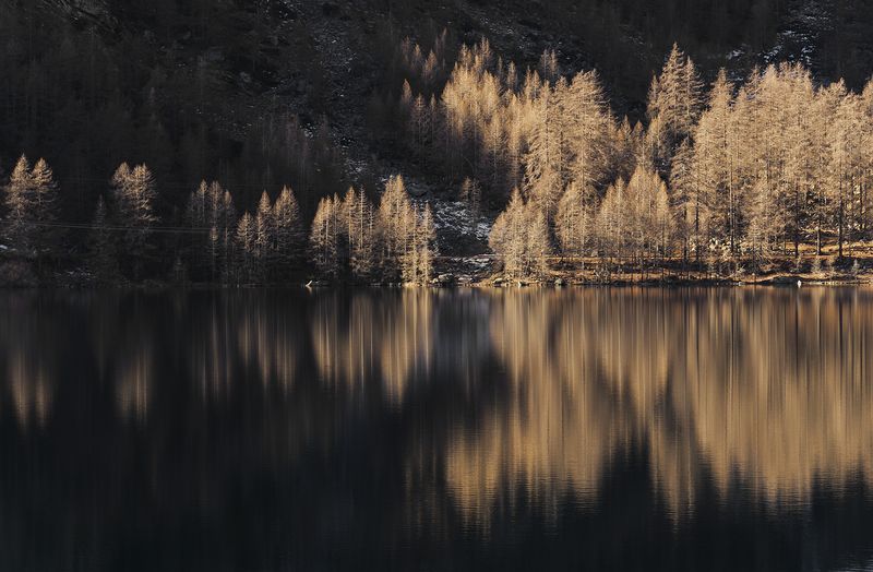 Reflection of trees in lake
