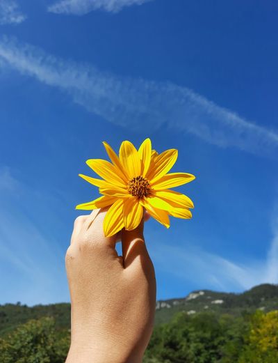 Low section of person holding yellow flower against sky