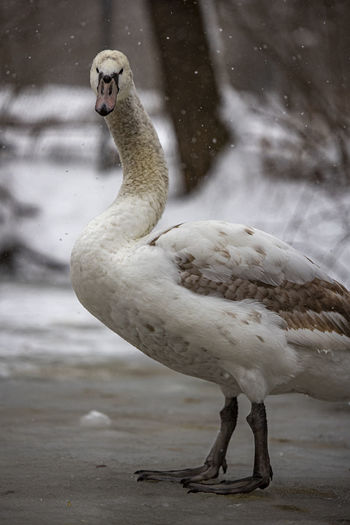 Full length of swan on frosted lake in winter