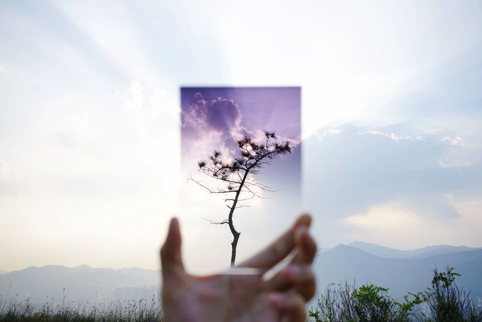 Cropped image of person holding glass in front of tree