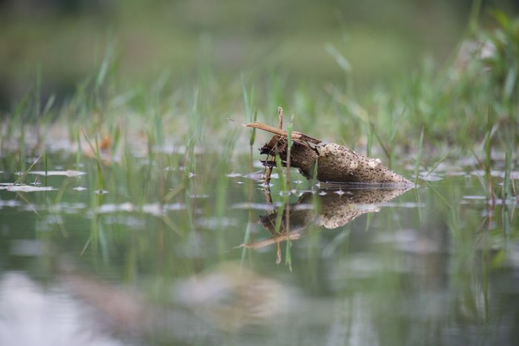 Grasshopper on a lake