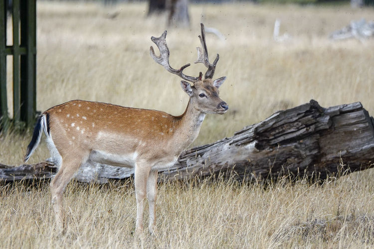 Deer standing in a field