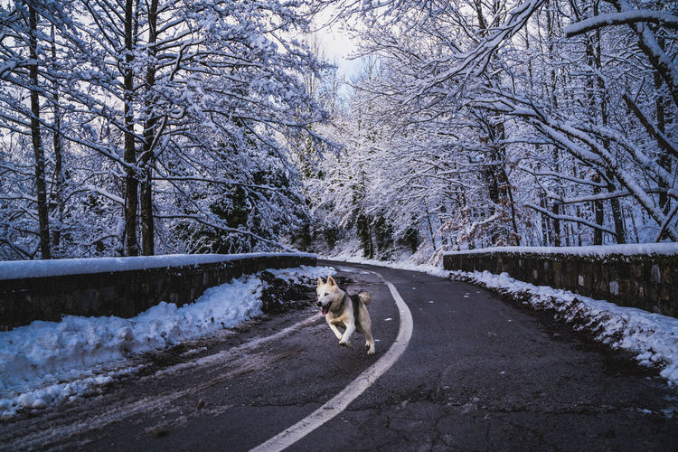 Dog running on road in forest during winter