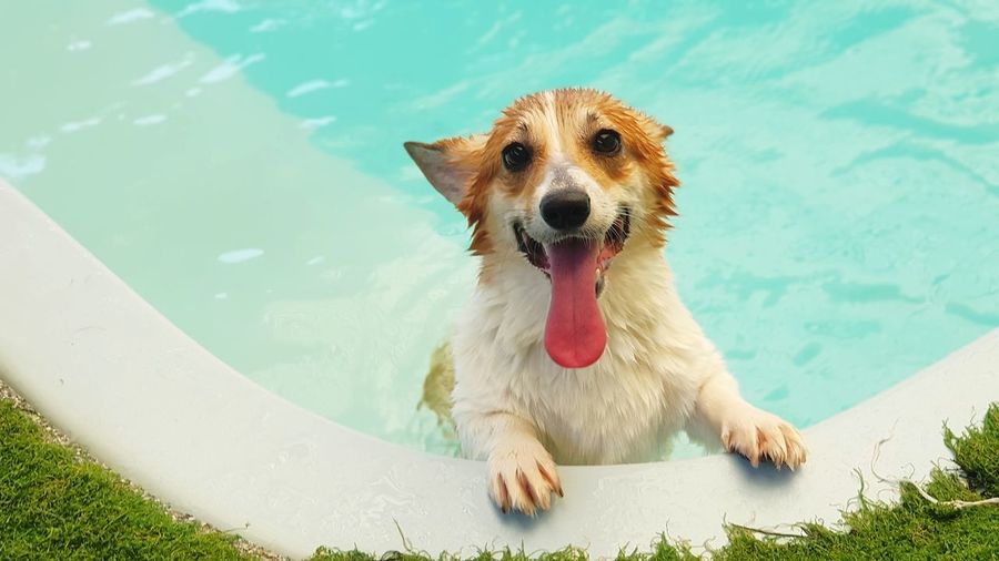 High angle view of dog in swimming pool