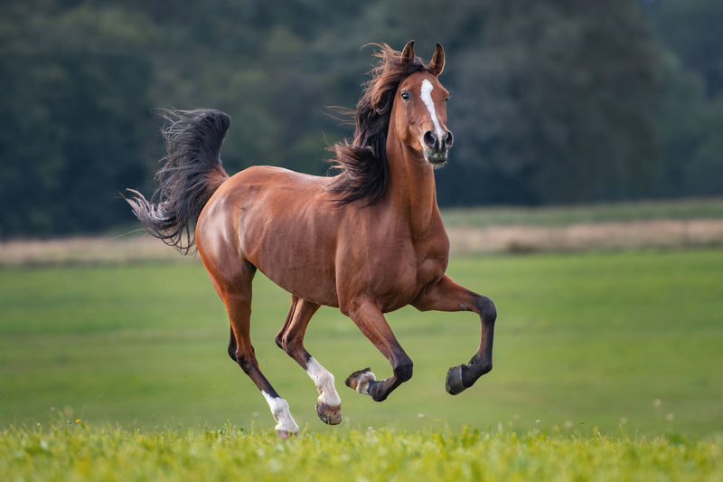 Horse running on land