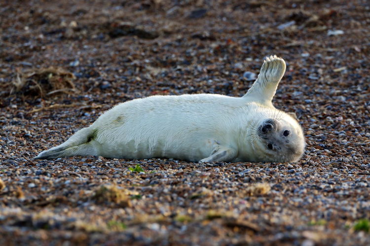 Close-up of seal lying on land