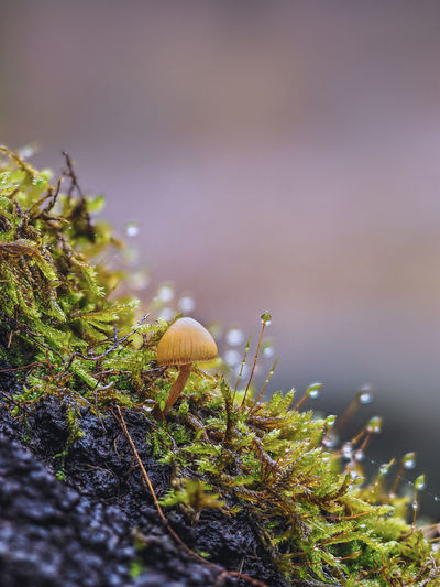 Close-up of mushrooms growing on tree