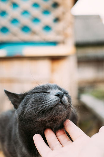 Close-up of hand touching cat outdoors