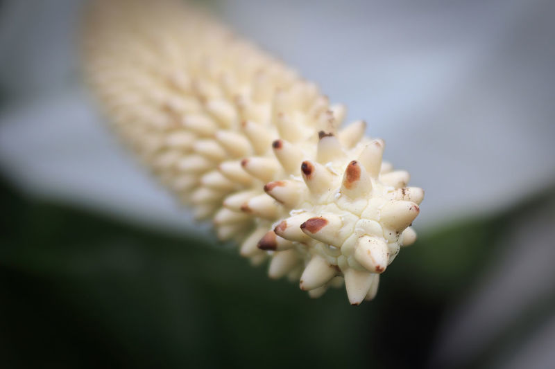 Macro of white peace lily flower heads.
