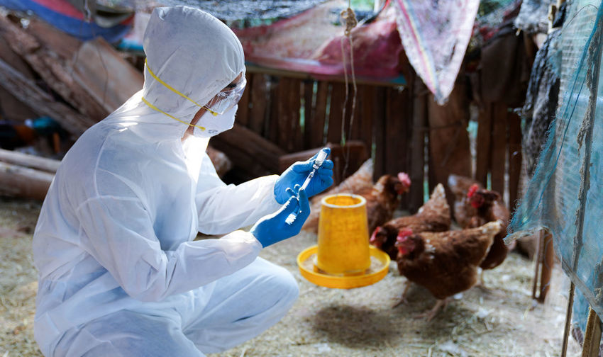 Veterinarians wear ppe clothing to vaccinate with chicken flu virus, veterinary medicine.
