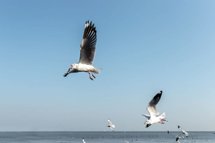 Seagulls flying over sea against clear sky