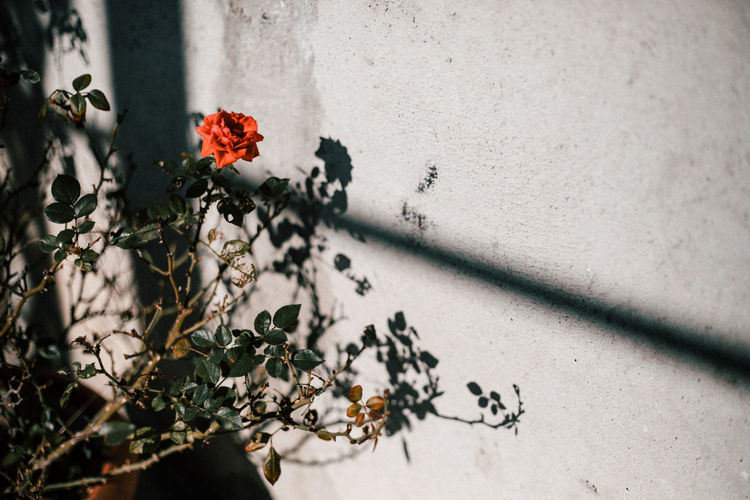 Red flowering plant against wall