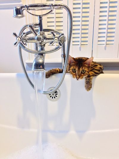 Cat behind faucet looking at camera