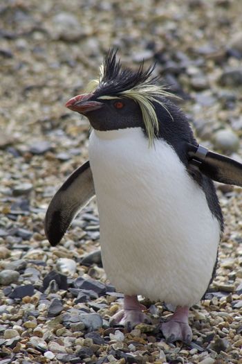 Close-up of penguin on rock