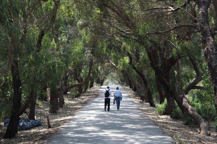 Rear view of people walking on road amidst trees in forest