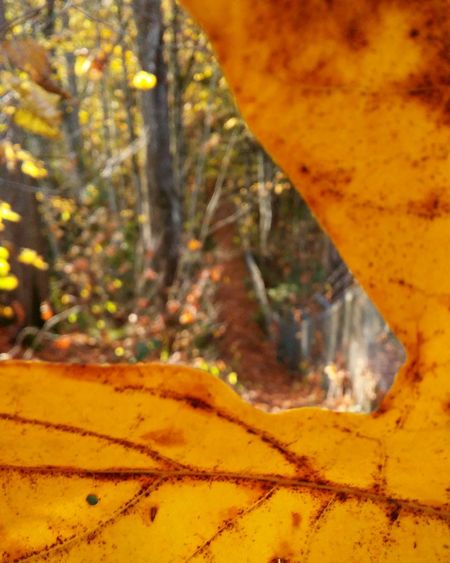Close-up of yellow tree