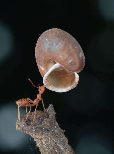 Ant with the shell