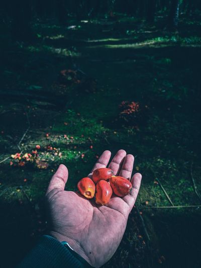 Cropped image of man holding fruit against forest