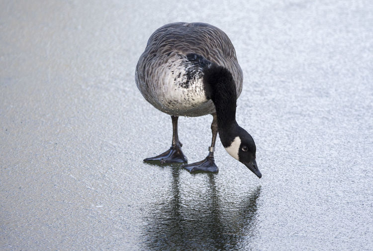High angle view of canada goose standing on wet road