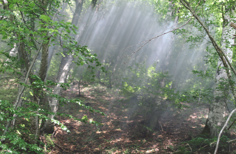 Low angle view of sunbeams streaming through trees in forest