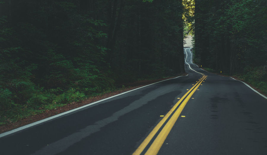 California coastal 101 redwood highway, united states of america. dense ancient redwood forest.