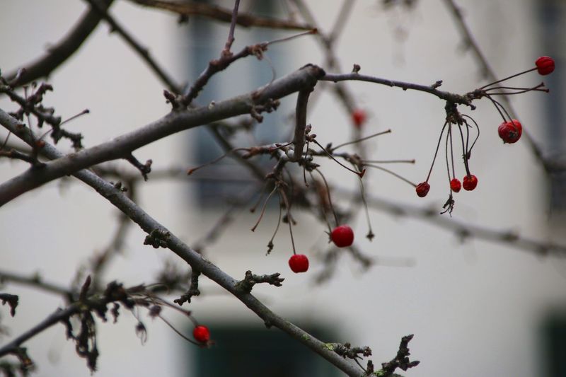 Close-up of fruits on tree against sky
