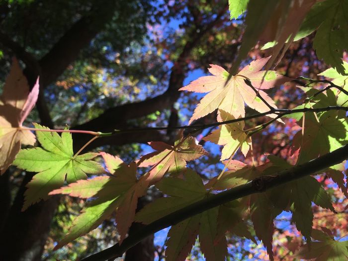 Low angle view of maple leaves on tree