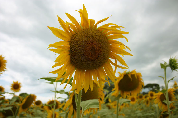 Yellow sunflower blossom with green stem petals and variegated seeds