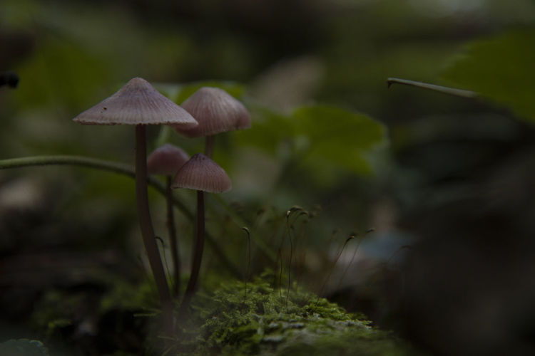 Close-up of mushroom growing on field
