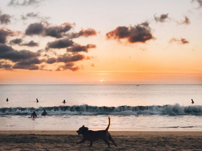 Silhouette dog standing on beach against sky during sunset
